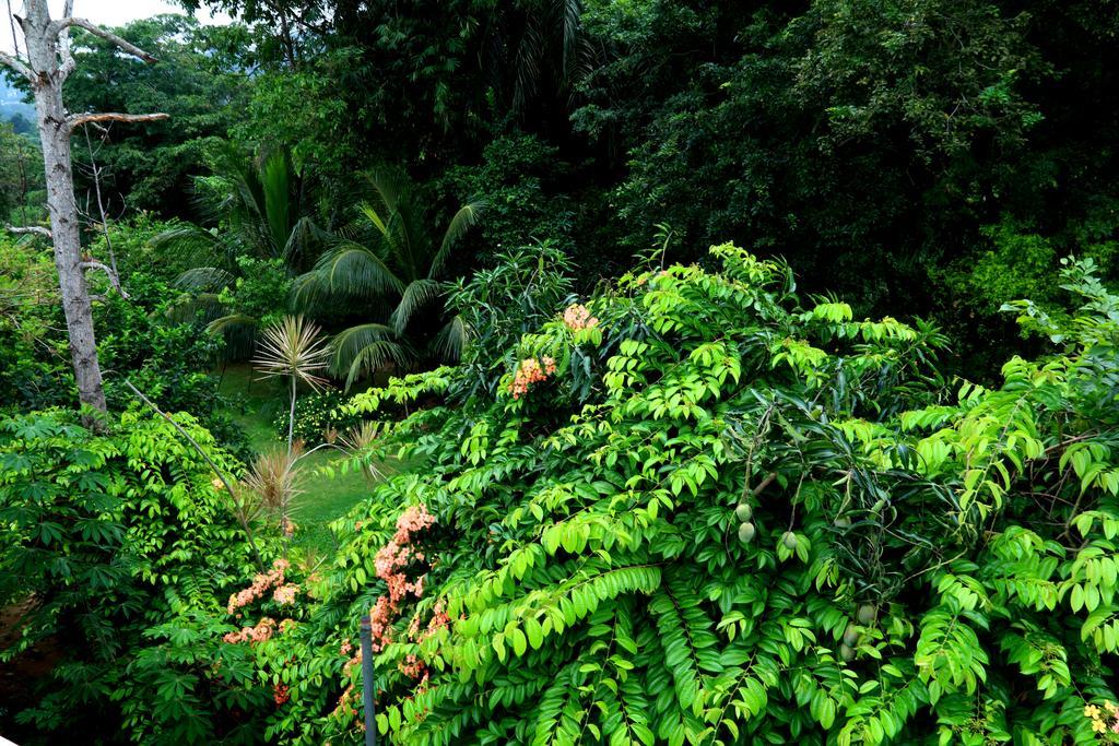 Nivahana Homestay Kandy Ngoại thất bức ảnh